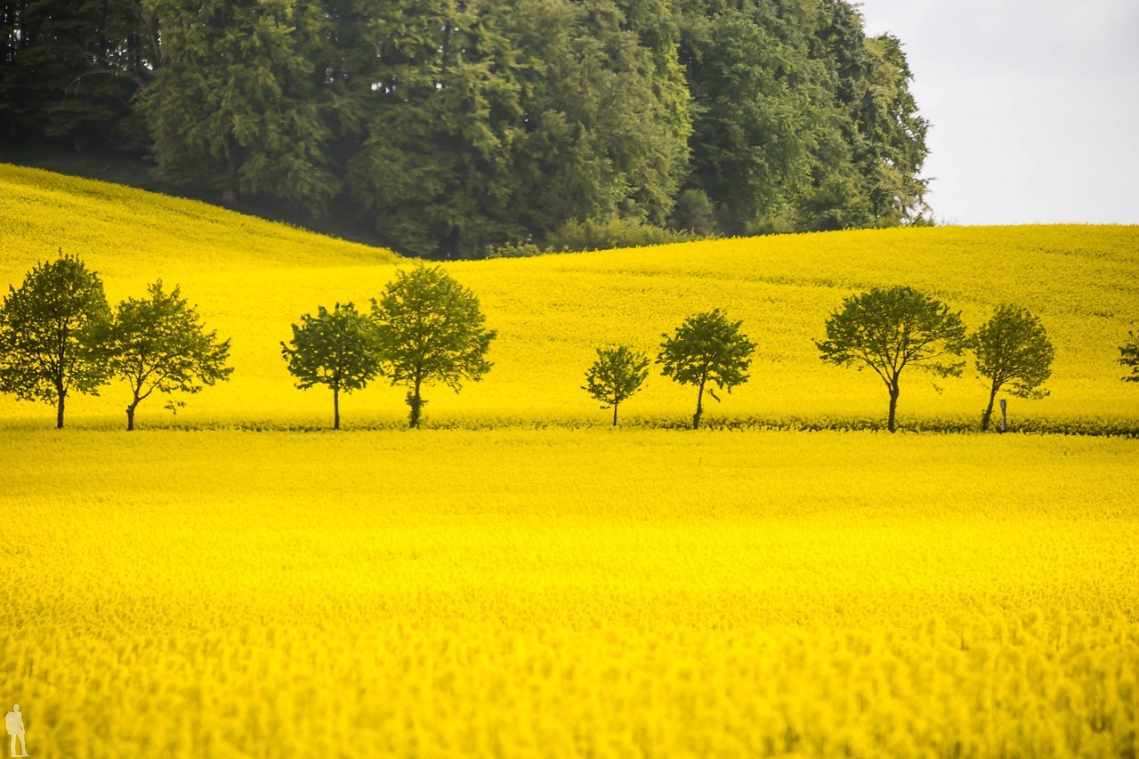 Желтый пейзаж