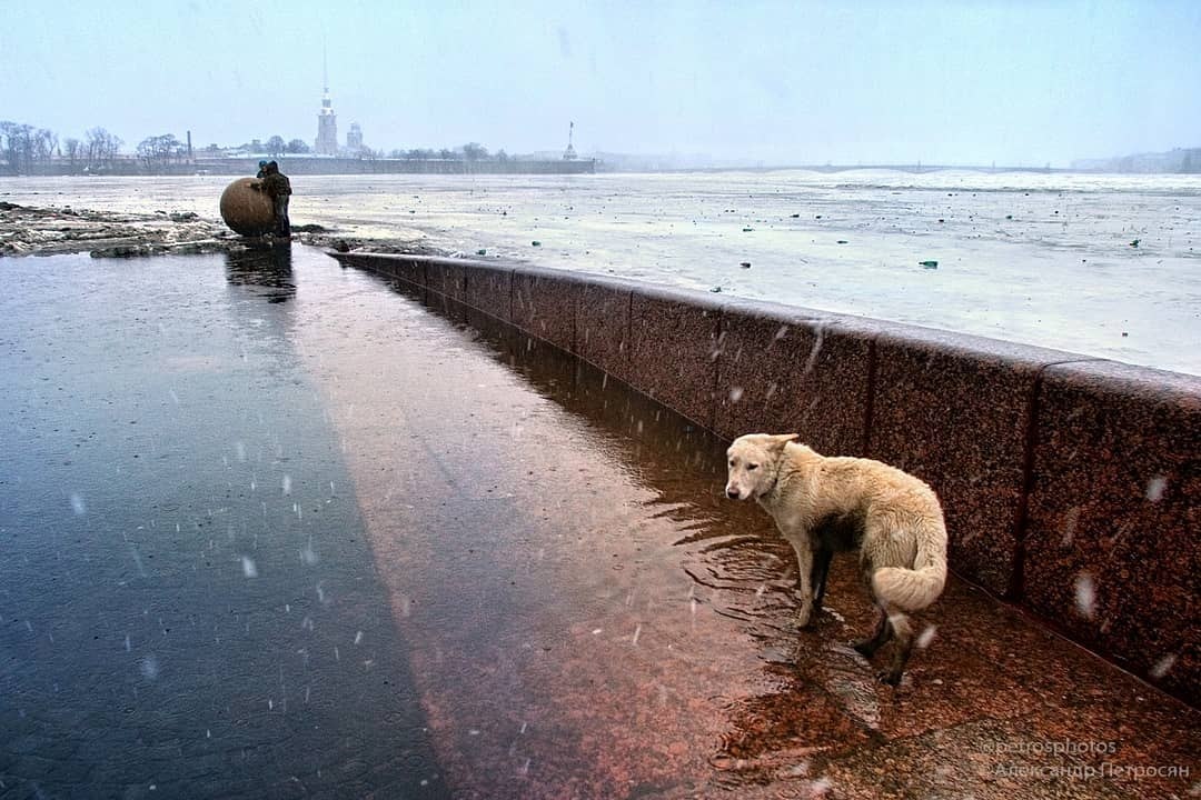 Погода в санкт петербурге смешные картинки