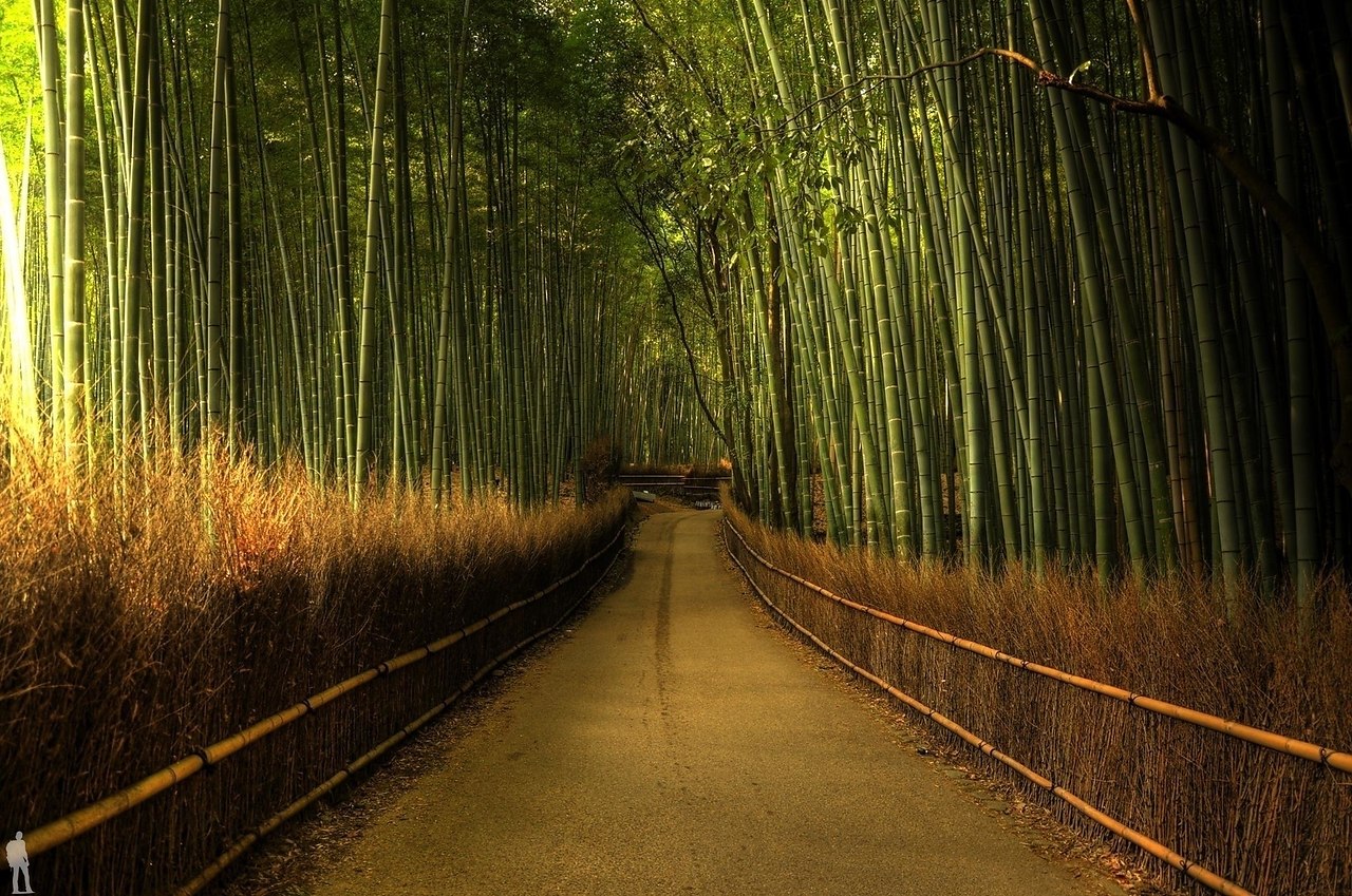 Бамбуковый лес Сагано в Киото Япония