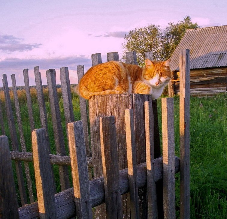 Кошка на заборе фото