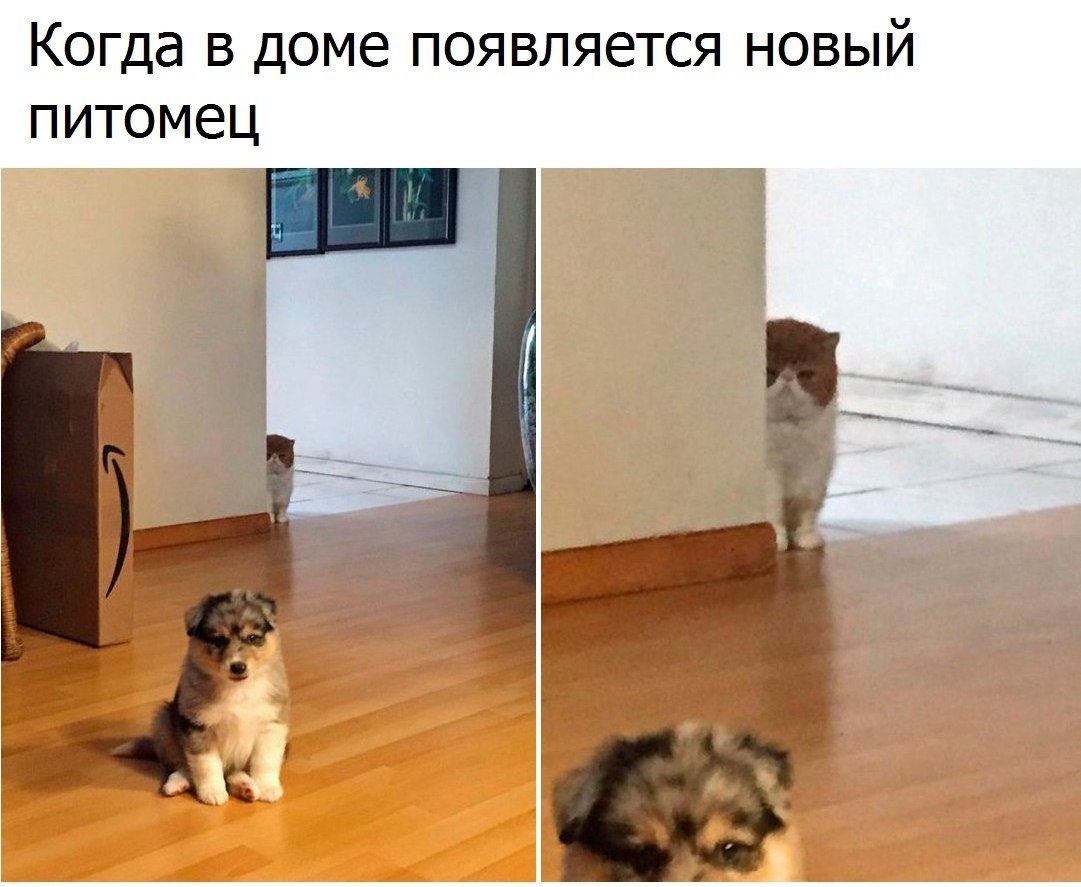 Кот явно переигрывает на фото