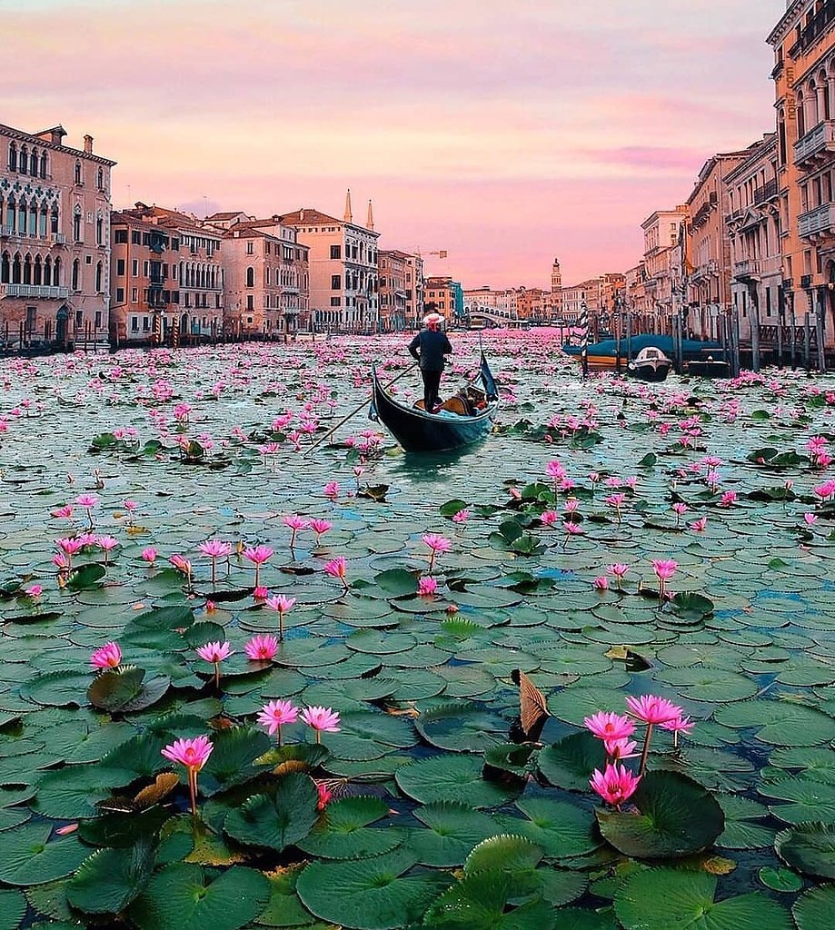 Цветущие каналы Венеции