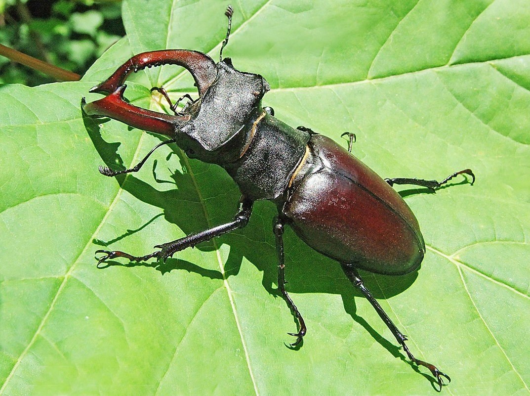 Насекомые красной книги список. Жук Lucanus Cervus. Жук олень Рогач. Жук-олень (Lucanus Cervus). Жук Рогач красная книга.