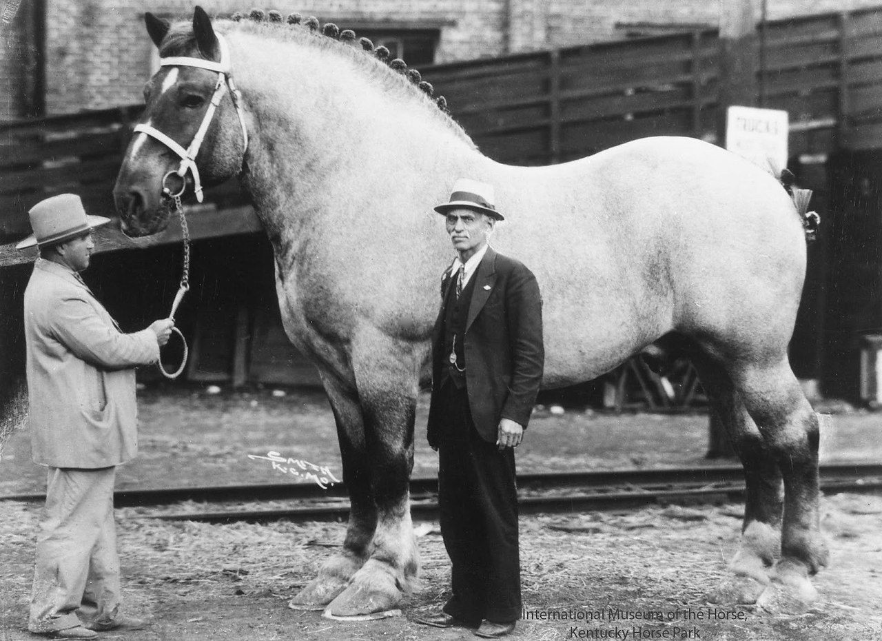 Фото самой большой лошади