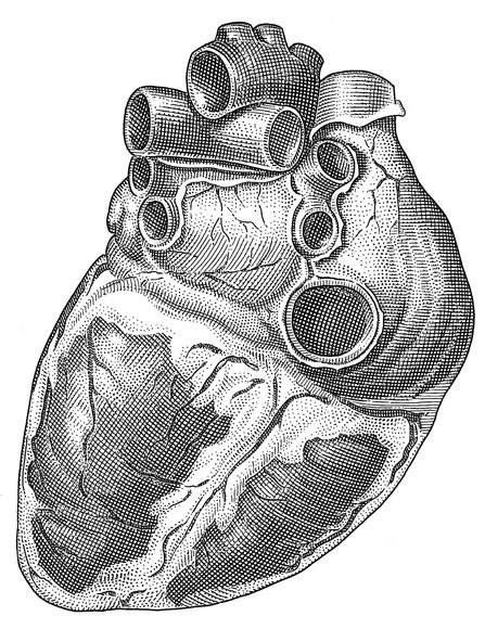Анатомическое сердце рисунок со всех сторон