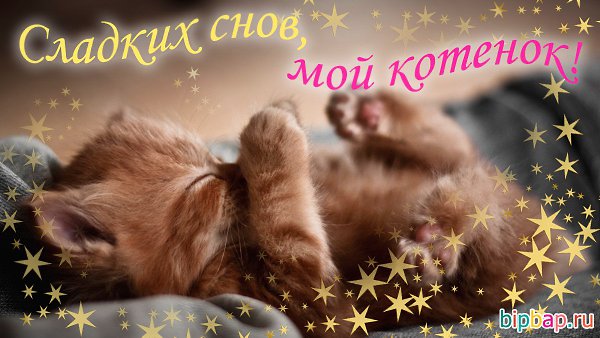 Картинки сладких снов котик мой любимый