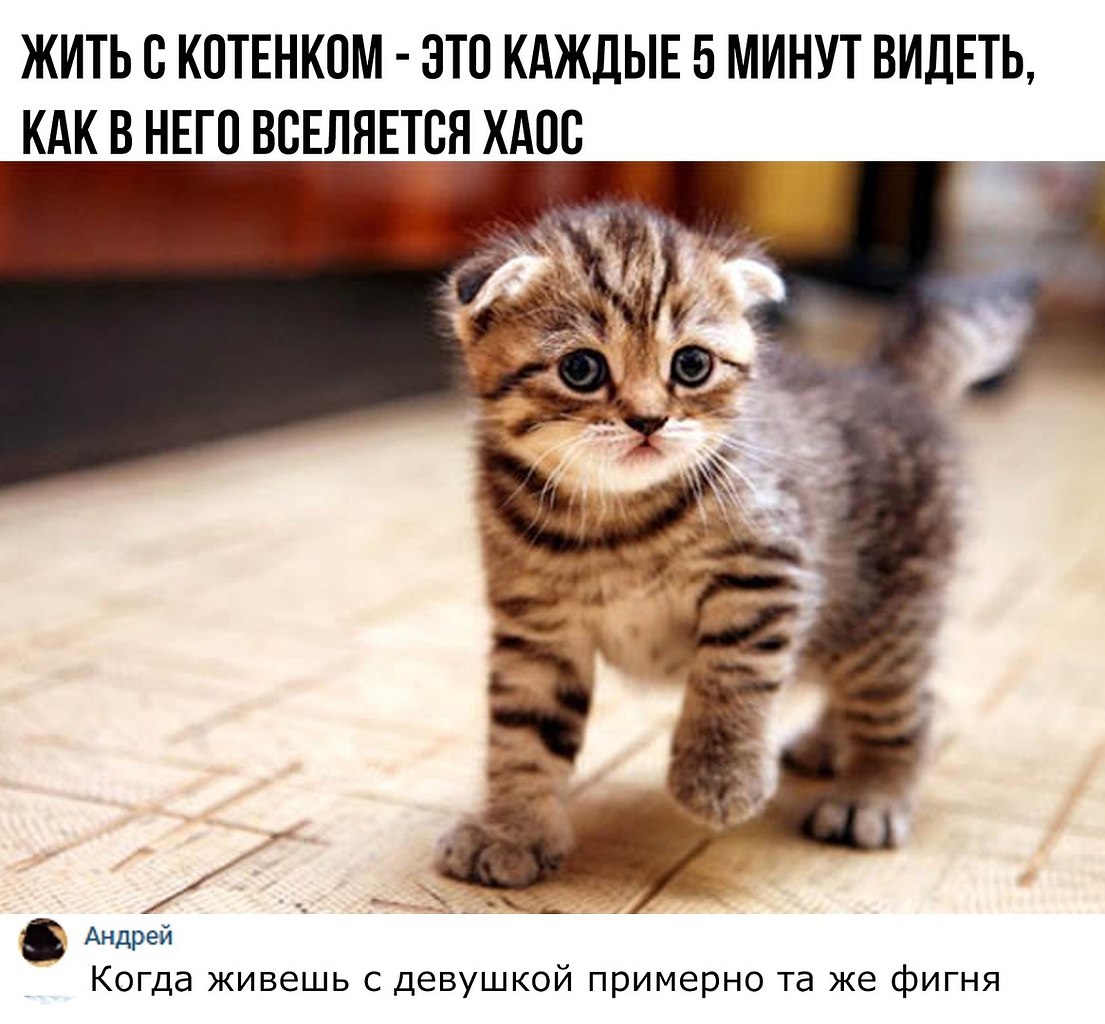 Шотландские полосатые котята