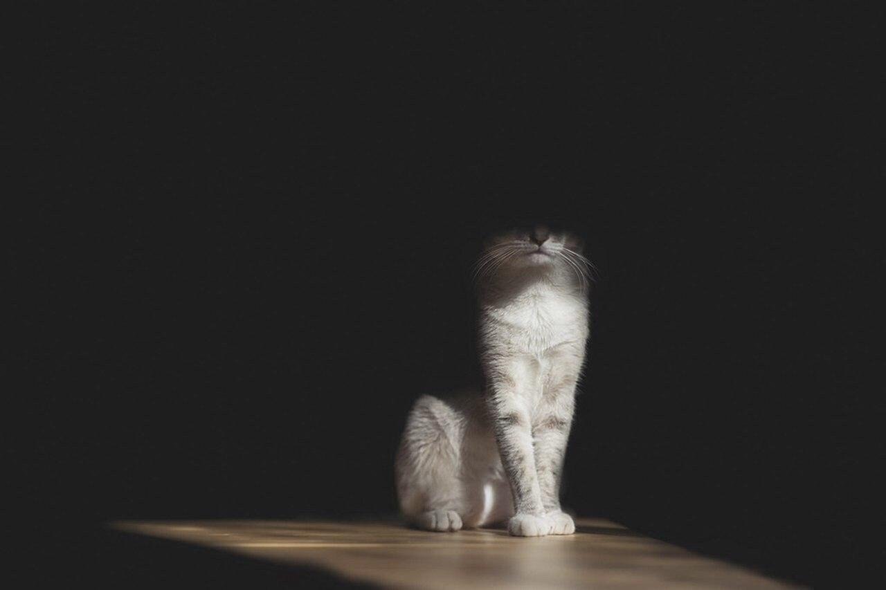 Кот сидит на темном фоне