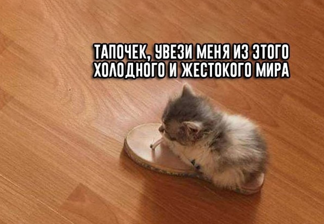 Котик в тапке Мем