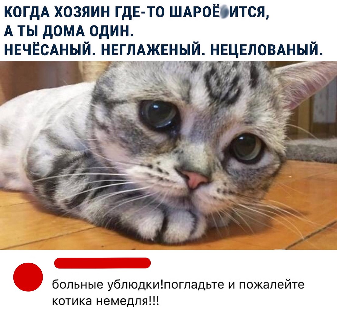 Котик Плачет И Грустит Картинки