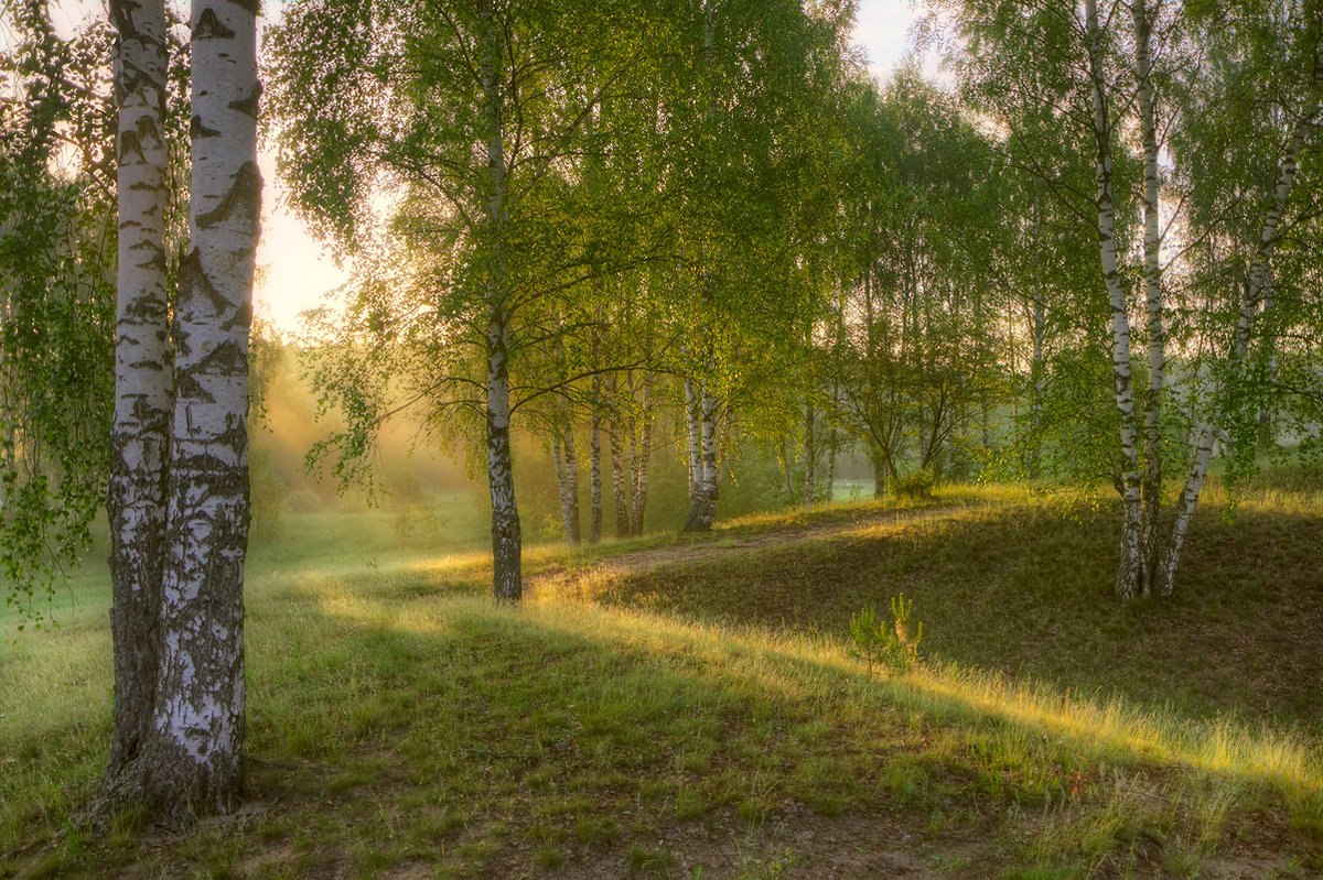 Березы у реки в Сибири