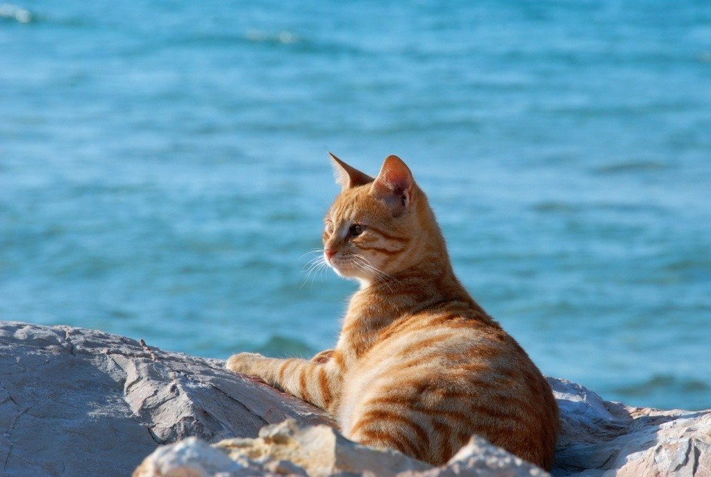 Котики у моря