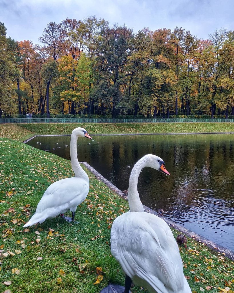 Лебеди летнего сада в Санкт-Петербурге