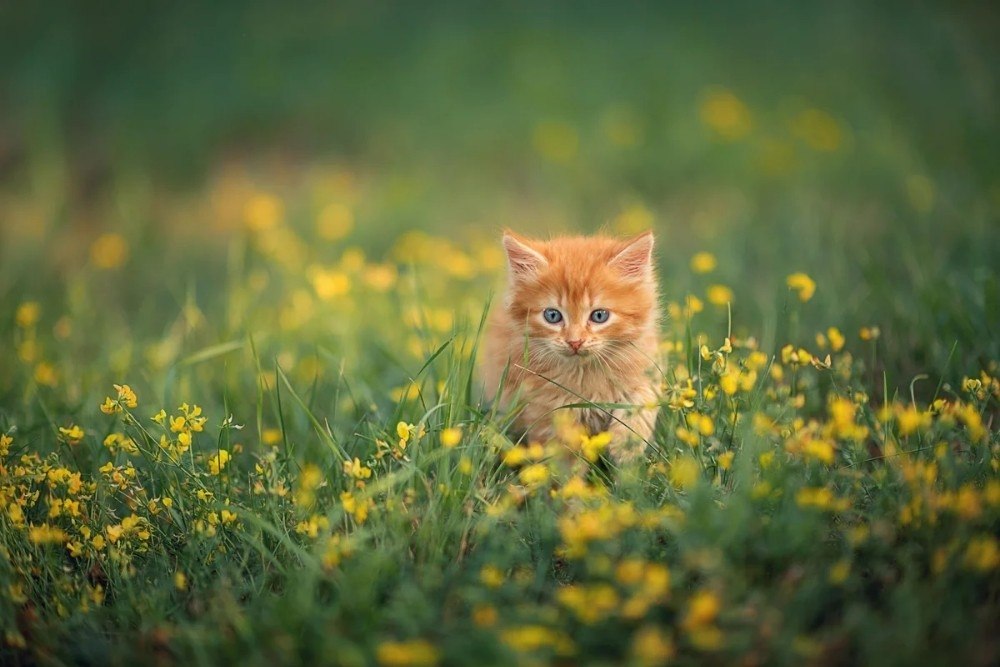 Кот в поле картинка