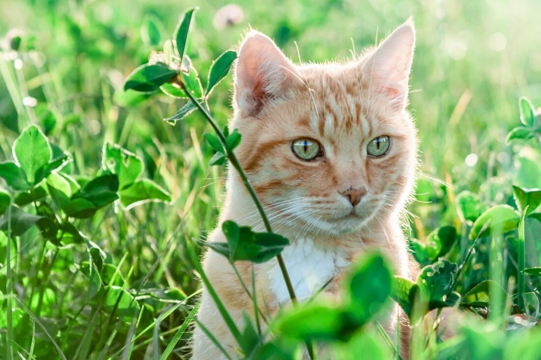 Картинки кошка на природе