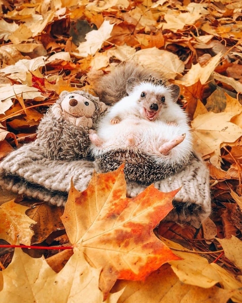 Животных Осенью