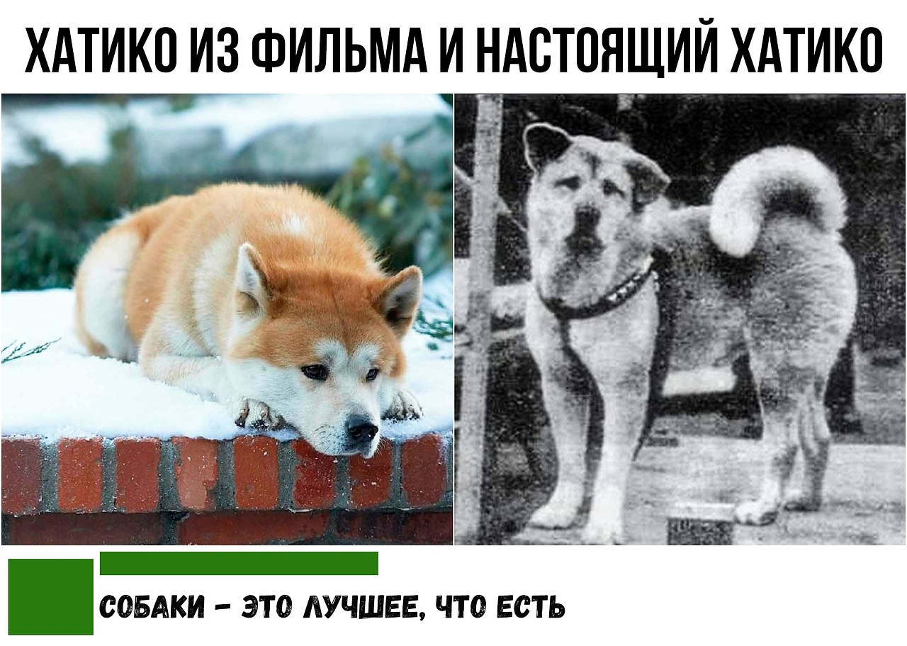 Кто написал хатико