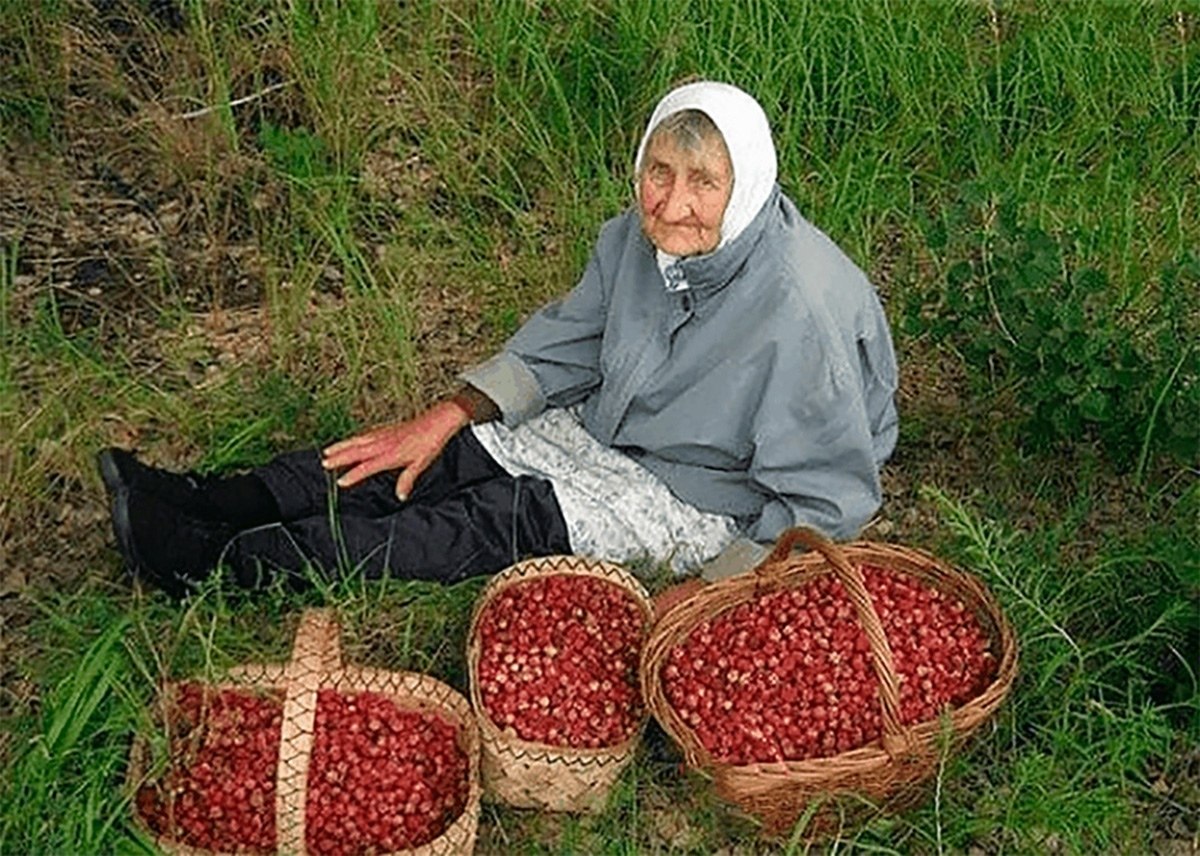 Бабушка продает клубнику