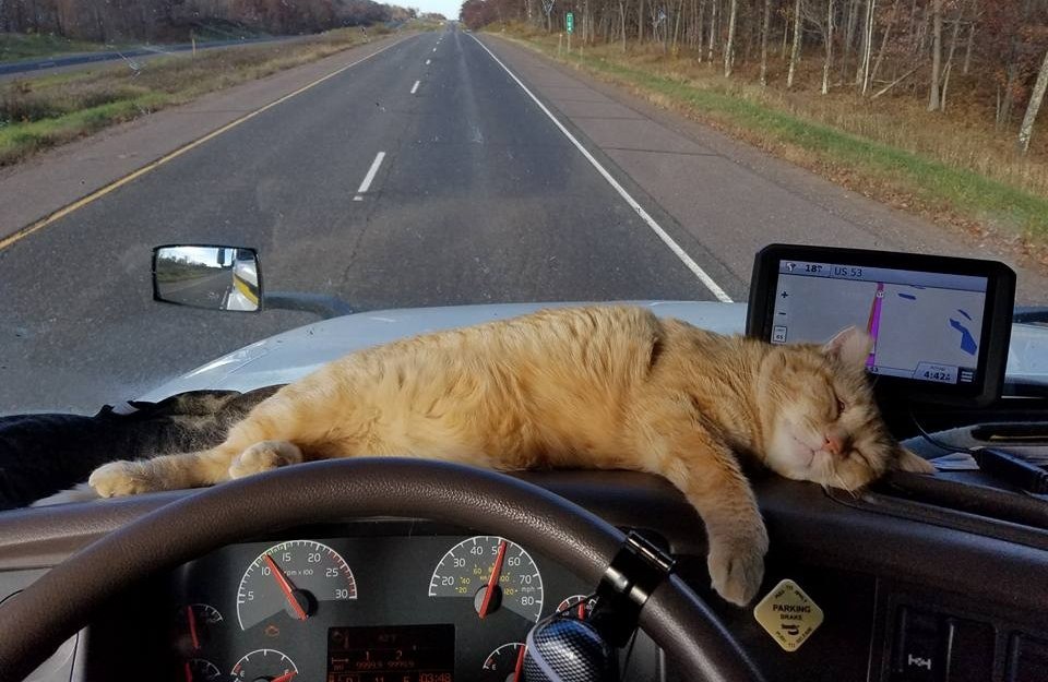 Кот на машине картинки