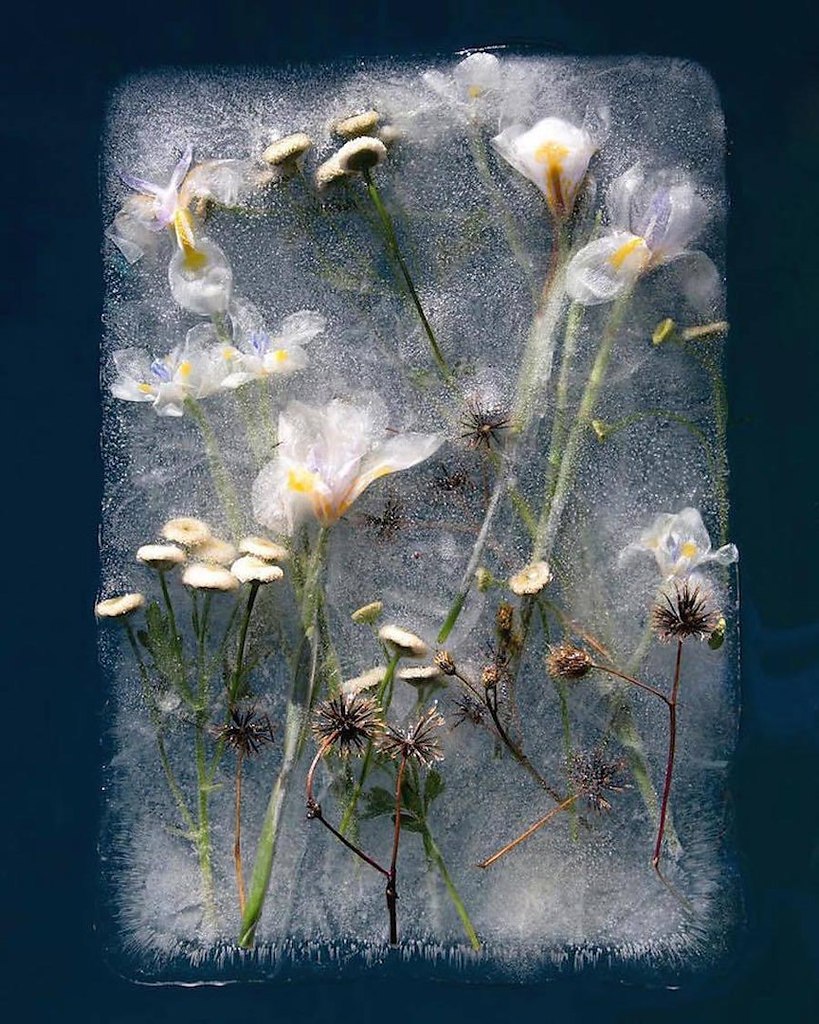 Цветы подо льдом