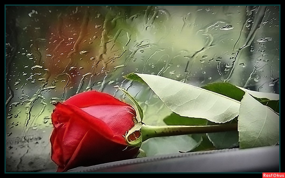 Одинокая роза под дождем