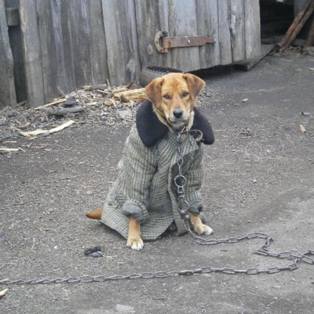 Пальто и собака