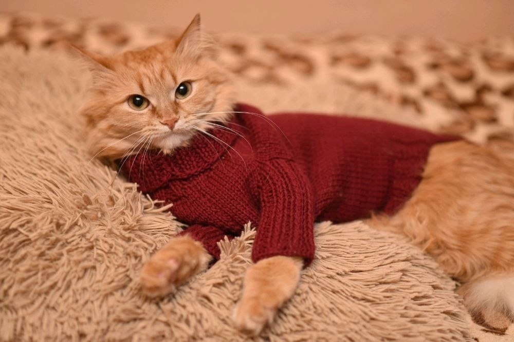 Кот в кофте. Кот в свитере. Свитер для котов. Рыжий кот в одежде. Рыжий кот в свитере.