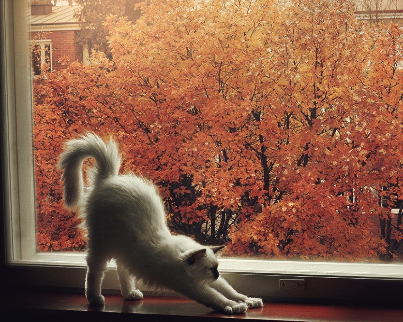 Котенок в окне осенью