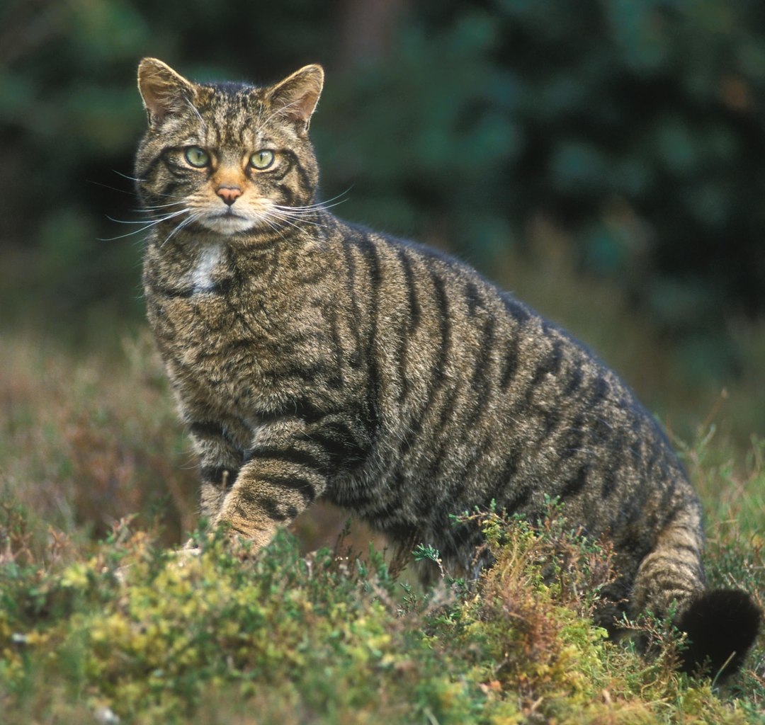 Лесной кот Felis Silvestris