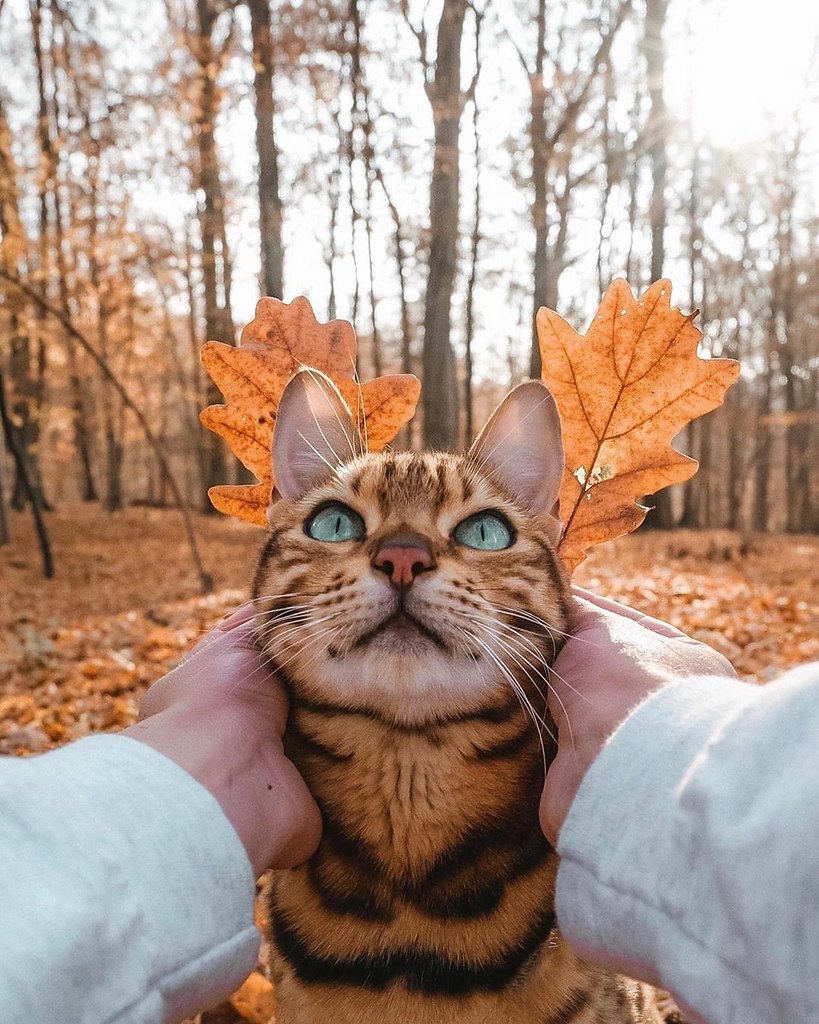 Смешной кот осенью