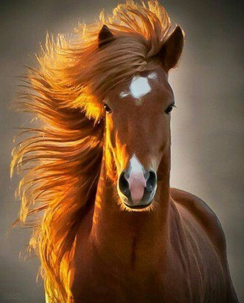 красивые картинки лошадей на аву