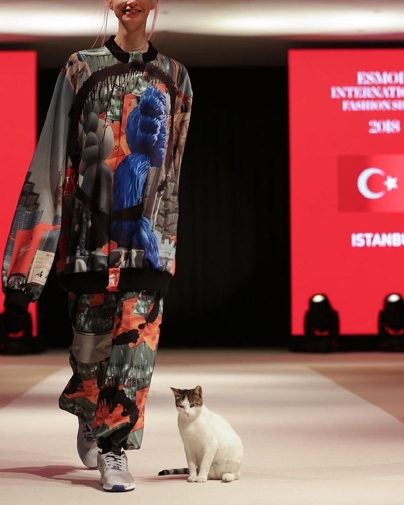 В Стамбуле бездомная кошка украсила подиум на показе мод
