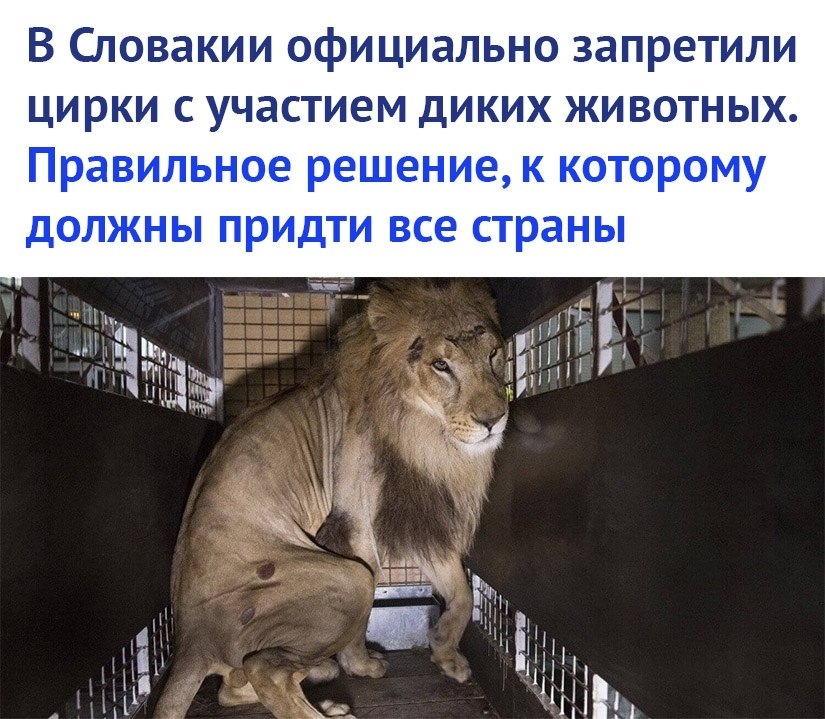 Запрет животных в цирке. Против животных в цирке. Жизнь цирковых животных. Запрет цирков с животными. Запретили животных в цирке.
