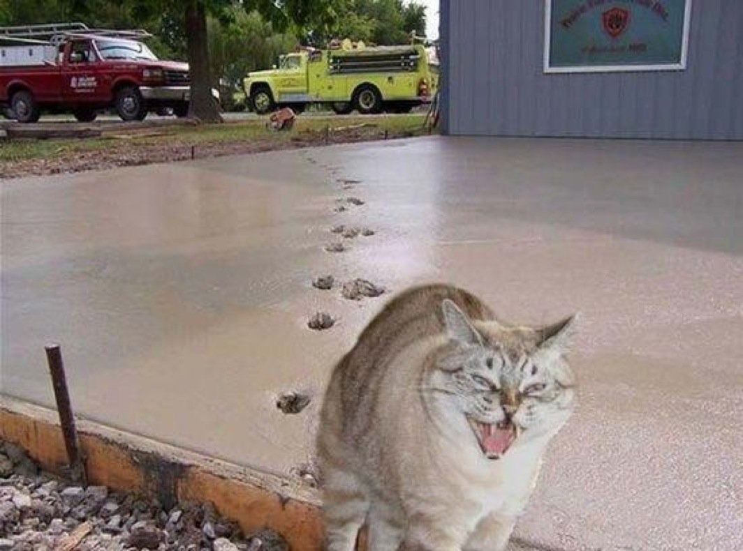 Кошачьи следы на бетоне
