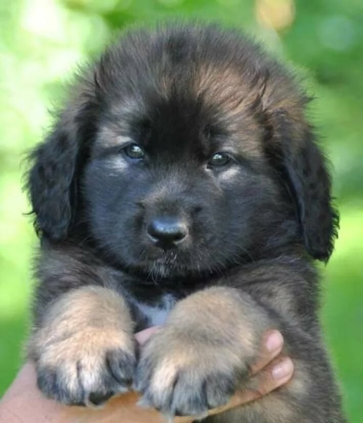 Крупные щенки. Leonberger Puppies. Щенки крупных пород. Щенки крупных собак. Леонберг маленький.