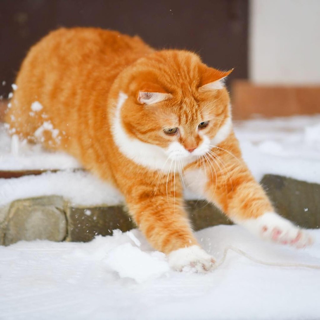 Рыжие коты на снегу