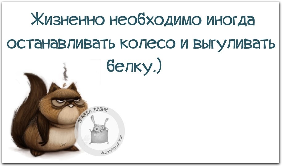 Жизненно необходимо иногда останавливать колесо и выгуливать белку картинка