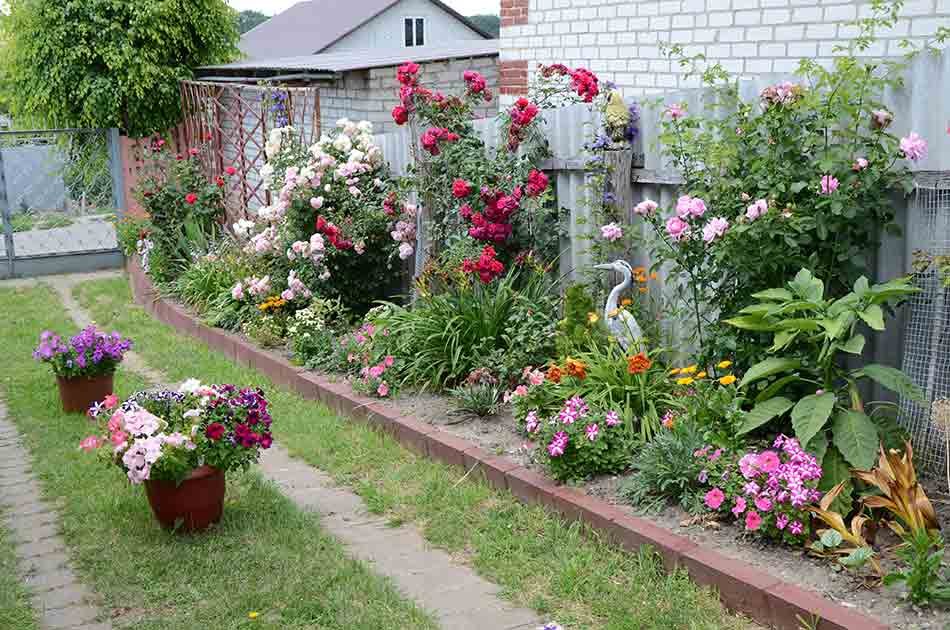 Розы Вдоль Забора На Даче Фото