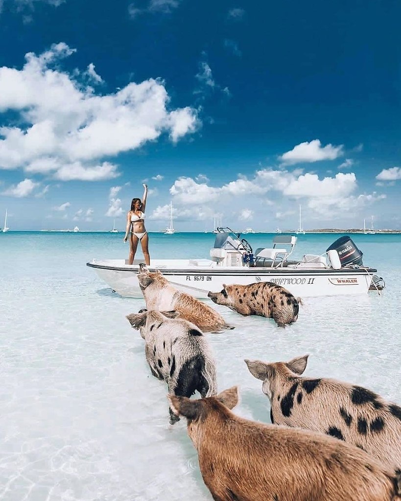 багамы свинки в океане