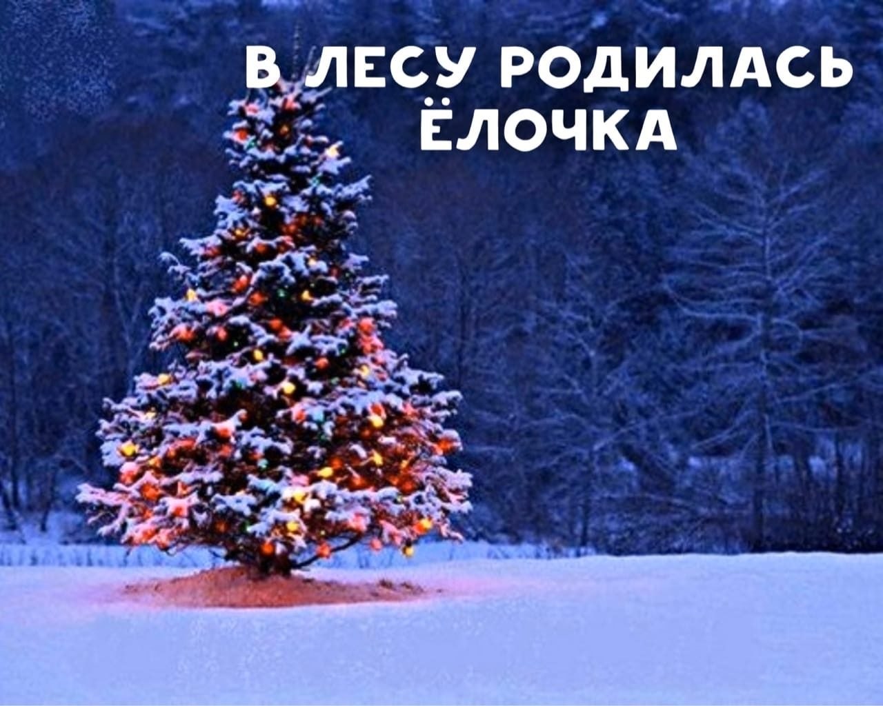 В лесу родилась ёлочка. Песенка в лесу родилась елочка. В лесу родилась ёлочка. В лесу родилась ёлочка текст. Текст песни в лесу родилась елочка.