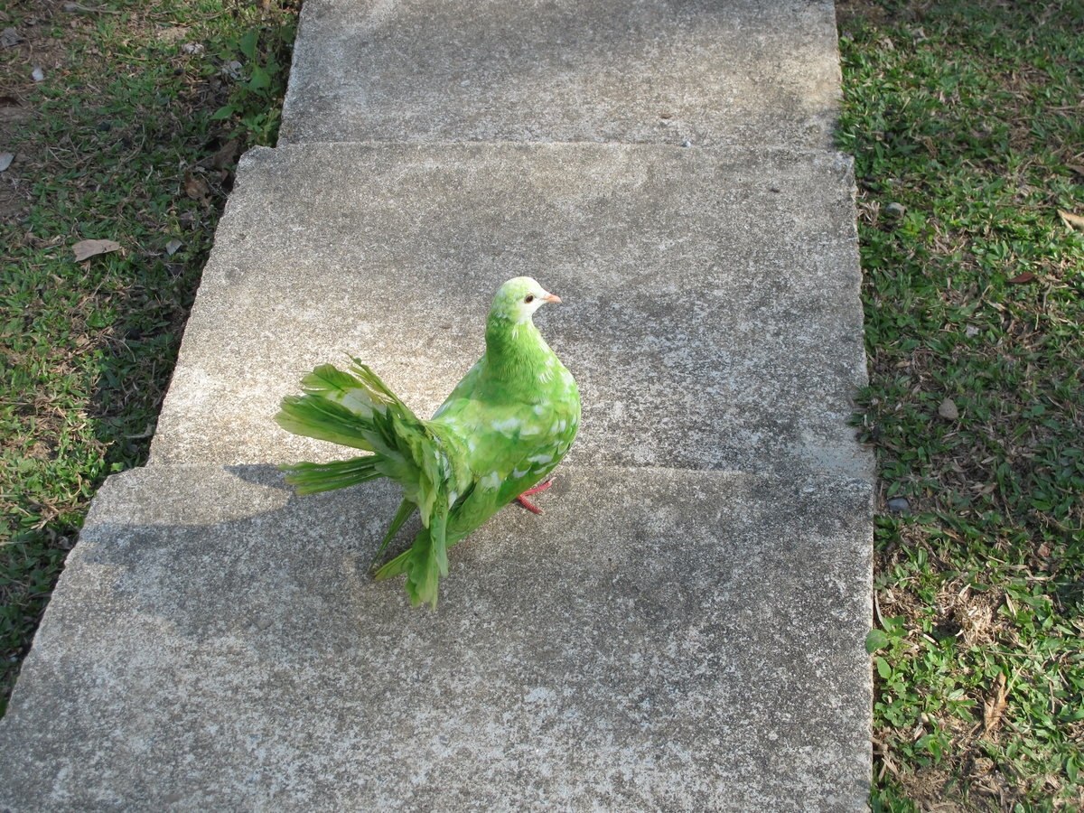 Японский зеленый голубь