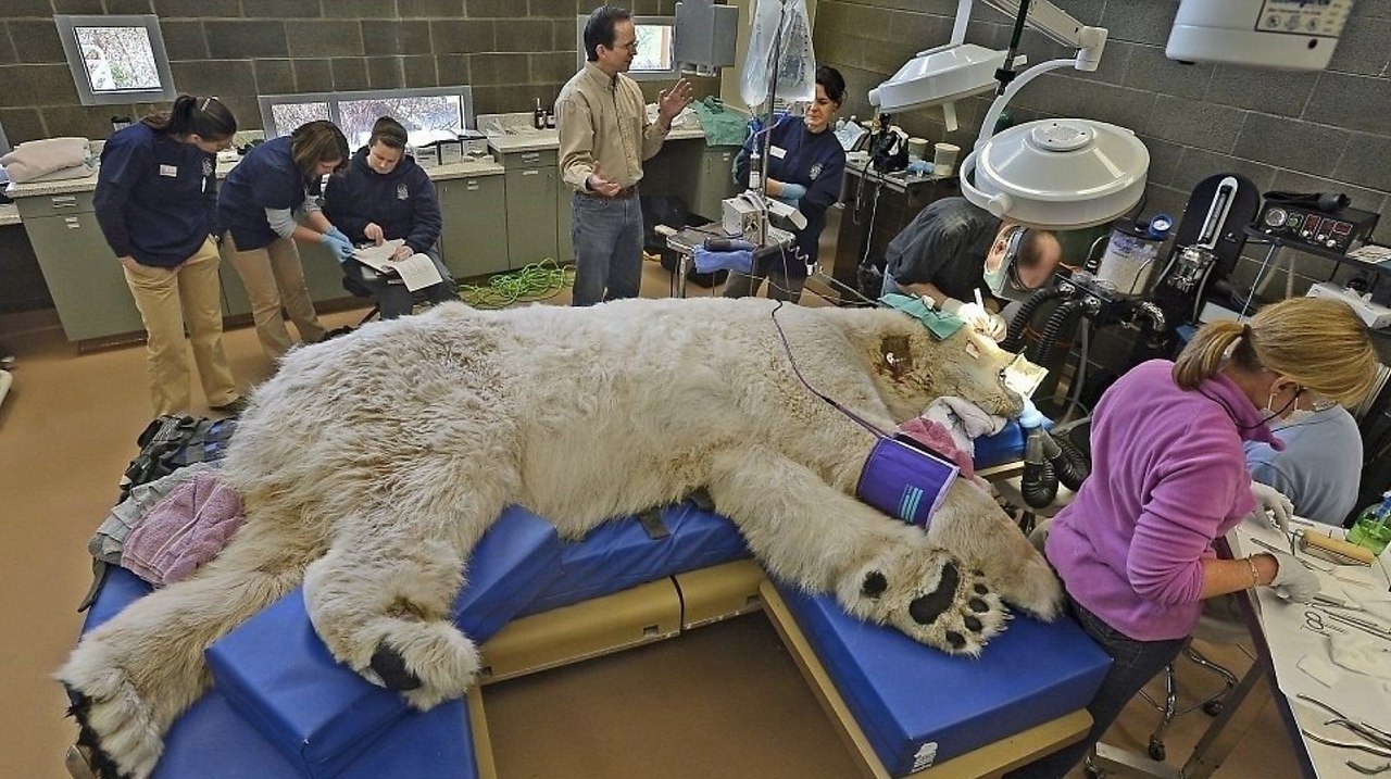 Белый медведь ветеринарная клиника Тюмень