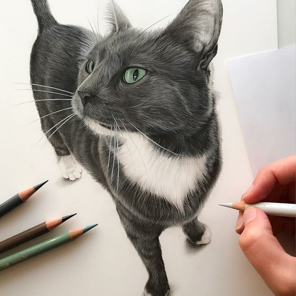 Кот цветными карандашами реалистично