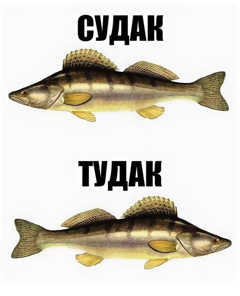 Судак тудак