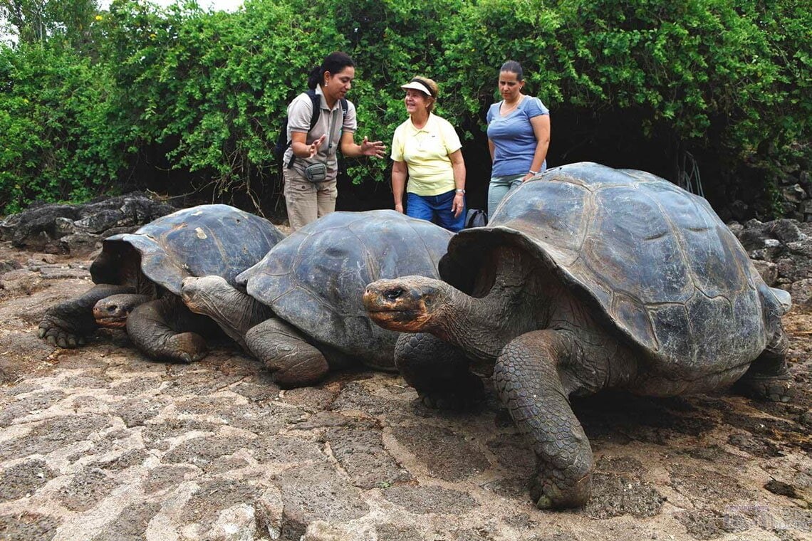 Галапагосская гигантская черепаха