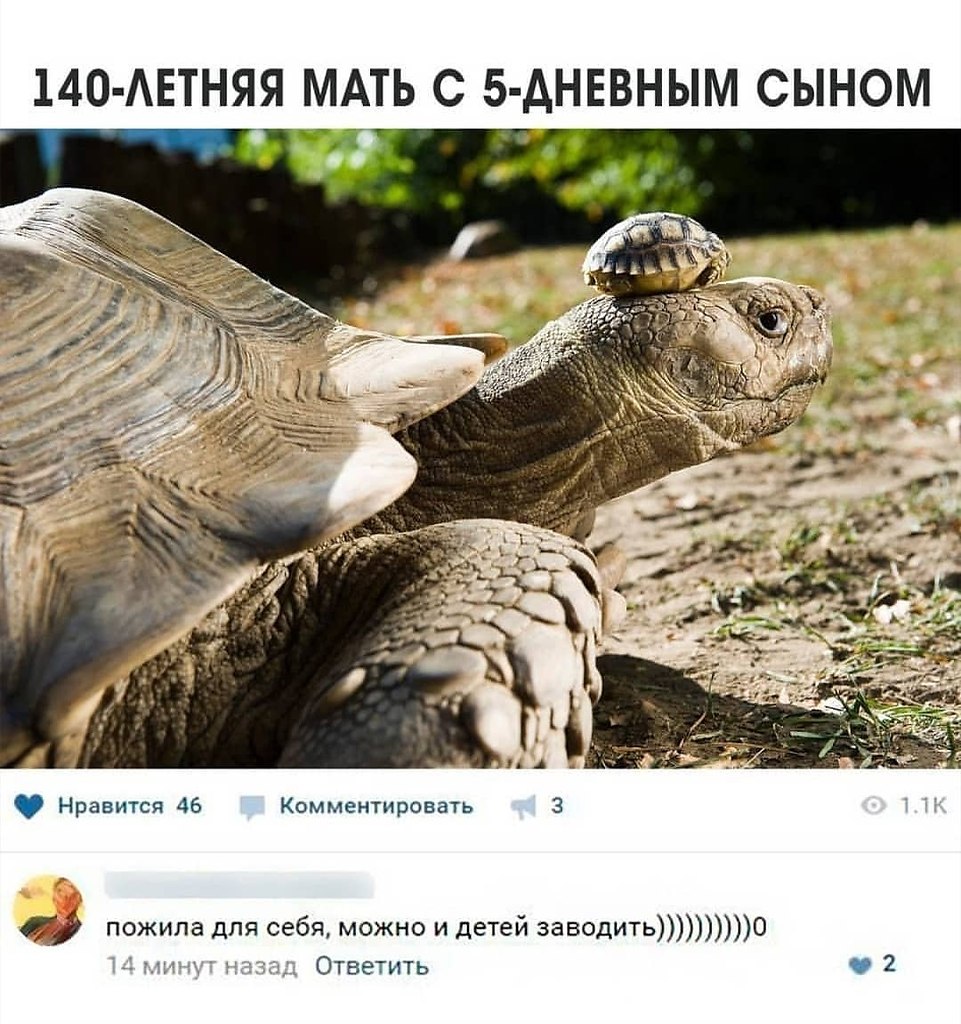 Черепашка мама