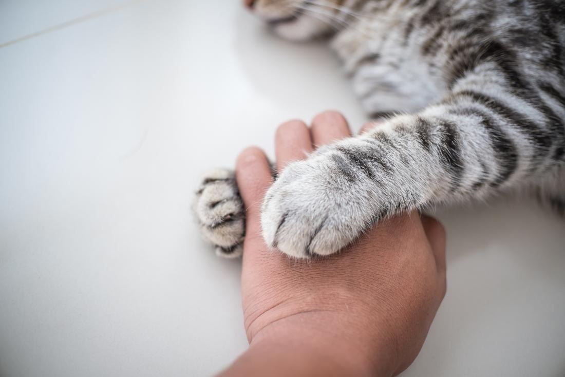Рука и лапа кошки