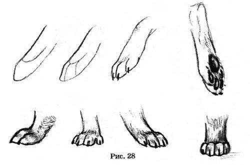 Как нарисовать лапку собаки
