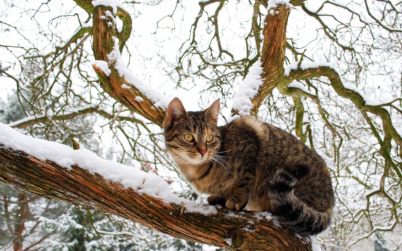 Котики на дереве картинки