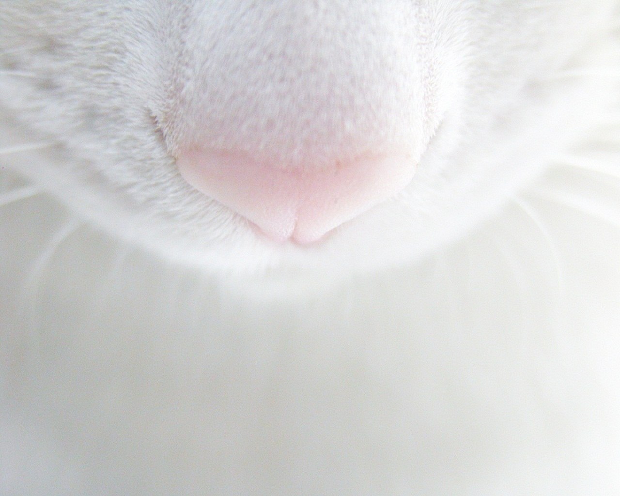 Усы кошачьи. Белый ус у кошки. Белые усики у котят. Усы кошачьи. Белый ус у кошки.